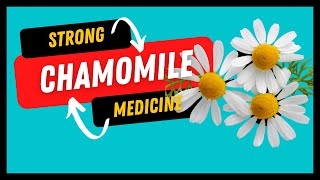 Benefits of CHAMOMILE May Herb of the Month [upl. by Chamberlain]