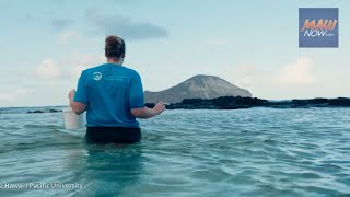 Oceanic Institute of HPU releases hundreds of yellow tangs into wild to support coral reef health [upl. by Dwinnell]