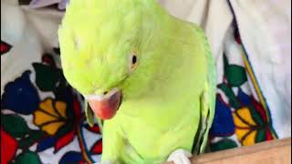 Parrot real sound video compilation [upl. by Nyrrek643]