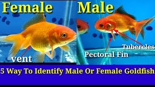 5 Way To Identify Male Or Female Goldfish [upl. by Nodnalb606]