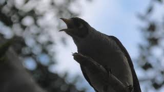 Noisy Miner 49 [upl. by Kristof749]