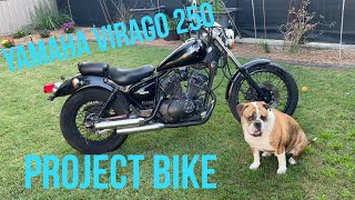 I Bought Yamaha Virago 250 Project Bike [upl. by Ominoreg]