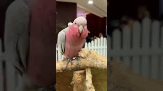 the most adorable Birds on the Internet parrot funnyparrot parrot birds funnypets [upl. by Chisholm305]