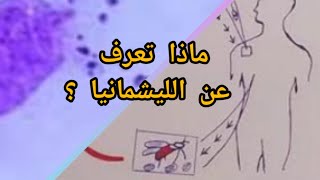 كل ما يجب ان تعرفه عن الليشمانيا الليشمانيوز formes amastigotes et promastigotes de leishmanie [upl. by Fedirko]