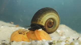 Planorbarius corneus  Posthornschnecke  Great Ramshorn Snail [upl. by Agustin]