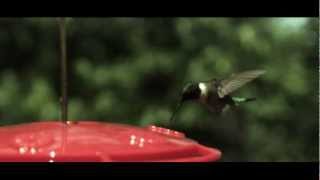 Hummingbird in Super Slow Motion 1600 fps [upl. by Ananna]