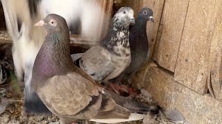 My Pigeons Tipplers 2023 [upl. by Apollo]