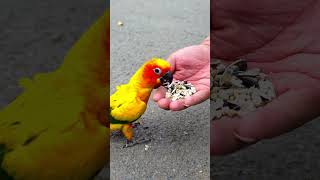 Parrot eating food from my hand [upl. by Eniamrahs571]