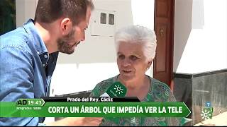 Tala un árbol que le impedía ver el fútbol en Prado del Rey en Andalucía Directo [upl. by Lundt]