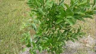 Tropical Fruit Trees  Ponkan Tangerine  Part1 [upl. by Gen]