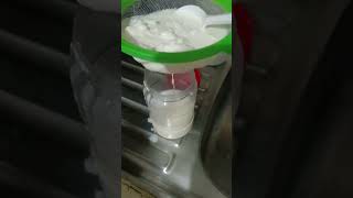 Búlgaros de Leche para hacer Kéfir  Probioticos [upl. by Kennet]