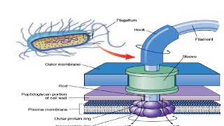 Structure amp Working of Bacterial Flagella [upl. by Ilanos]