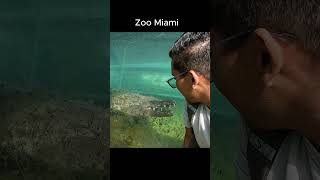 Zoo Miami vista de cocodrilo [upl. by Nylrak]