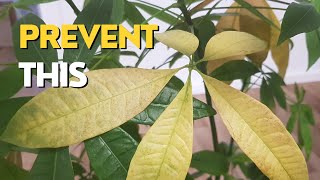 Yellow Leaves on Money Tree  3 Main Reasons [upl. by Yolande]