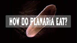 How does a Planarian eat [upl. by Anayd566]