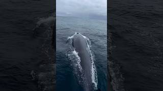 Blue whale near ship sidewhale whaleshark sea ship short youtube views subscribe ocean [upl. by Eevets64]