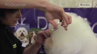 Grooming Guide  Bichon Frisé Show or Competition Trim  Pro Groomer [upl. by Aicele]