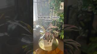 Stromanthe Triostar update plantcare plantupdate plantmaintenance [upl. by Farrison]