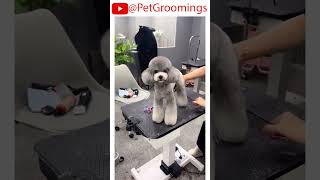 CUTE Little Dog Poodle HAIRCUT Ideas [upl. by Armond]