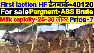 Hf first laction cow for sale।Rahar dairy farm hanumangarh।Denmark40120 की बछड़ी pargnentAbs brute [upl. by Aufa]