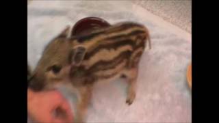 Rescued boar piglet one week old [upl. by Avigdor575]