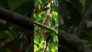 Lineated Barbet [upl. by Lewert402]