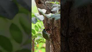 coppersmith barbet nikond850 nikonnaturephotograph nikonindia nikonwildlife birdsofindia [upl. by Ahsenac]