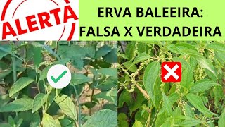 ERVA BALEEIRA  FALSA X VERDADEIRA  APRENDA A IDENTIFICAR CORRETAMENTE [upl. by Ghiselin450]