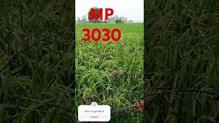 The best hybrid Paddy MP 3030 [upl. by Mayce963]