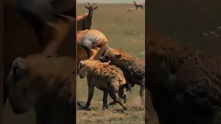 लकड़बग्घा क्रूरतापूर्वक हिरण का शिकार कर रहा है। hyena attack on deer hyena hunting deer poor deer [upl. by Siron]