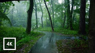 Relaxing Walk in the Rain Umbrella and Nature Sounds for Sleep and Relaxation  4k ASMR [upl. by Meagher]