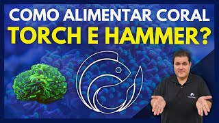 COMO ALIMENTAR CORAL TORCH E HAMMER [upl. by Sou]