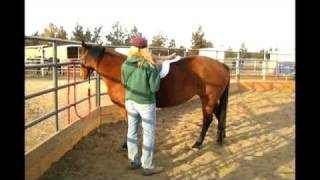 Horse Training With the Initiator Signal  Asking Your Horses Permission [upl. by Clyve]