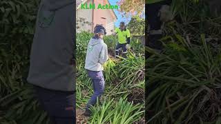 How to Remove Agapanthus plants between stones Agapanthus gardening overgrown [upl. by Sheila]