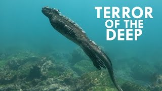 Marine Iguanas are like Baby Godzillas [upl. by Sherwin]