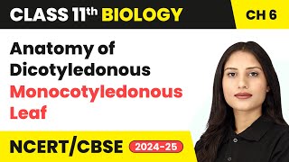 Anatomy of Dicotyledonous and Monocotyledonous Leaf  Class 11 Biology Chapter 6  CBSE 202425 [upl. by Resaec188]