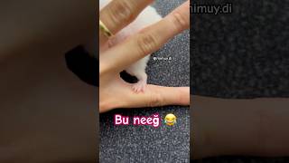 Bunu bilene sürpriz 🫢 hangi hayvan pets cat [upl. by Tomasz458]