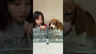 The holiday is really happy at home Cute pet debut plan Entertainment Beagle The dog has bec [upl. by Atnovart]