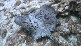 Bathala Maldives Diving Trailer HD 1080p [upl. by Lotsirhc946]