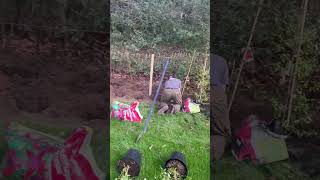 Planting a pyracantha hedgerow [upl. by Irol615]