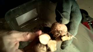 How to divide dahlia tubers grown from cuttings [upl. by Nolahp]