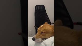 Snoring Dog corgi dog puppy corgilove dogdog cute corgiplanet dogbreed pets [upl. by Calandria158]