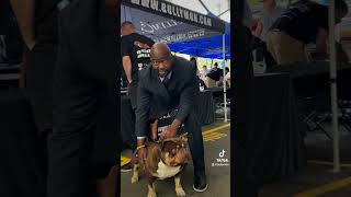 2024 American Bully Kennel Club Australia Sydney [upl. by Benton]