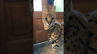 Serval Sounds Asking to Go for a Walk cat servals africancat serval shorts [upl. by Martinez]