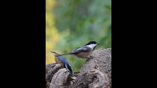 Birds and Squirrels in Colorful Autumn Forest  Cat and Dog TV [upl. by Ylevol475]