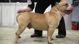 AMERICAN BULLY  CHMR MAGOO [upl. by Coit]