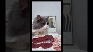 Cat Mukbang ASMR Eps 59 cat asmrcat catlover catasmr cateating [upl. by Bryan505]