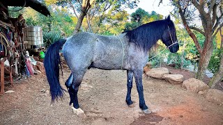 COMO CORREGIR UN CABALLO QUE CABECEA parientes del rancho martinloza [upl. by Olocin]