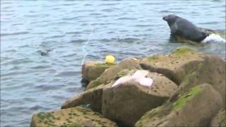 Sea lions of Peterhead [upl. by Atikram]