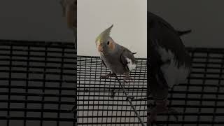 cockatiel birds cockatielbird parrot cockatielsound pets cockatoosinging ytshorts shorts [upl. by Otxis713]